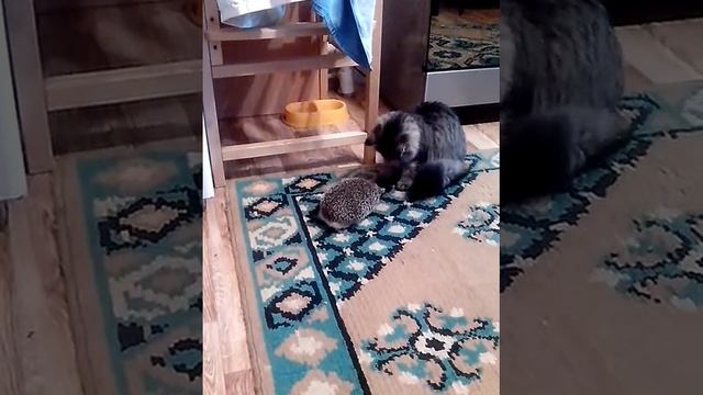 Кот и ёж смотреть онлайн