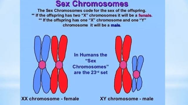 MEIOSIS - Made easy to study смотреть онлайн