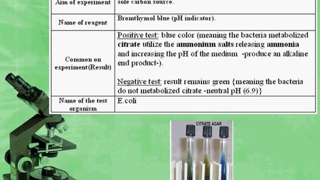 Biochemical tests of bacteria смотреть онлайн