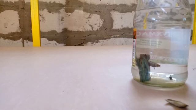 Попытка прекратить окисление пигмента гриба Синяка. смотреть онлайн