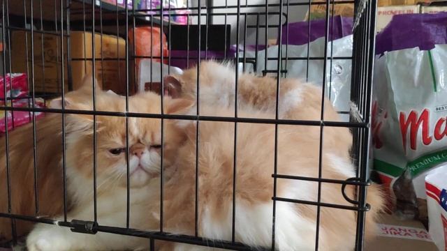 RASAIN KENA OMEL, SIAPA SURUH PUP SEMBARANGAN смотреть онлайн