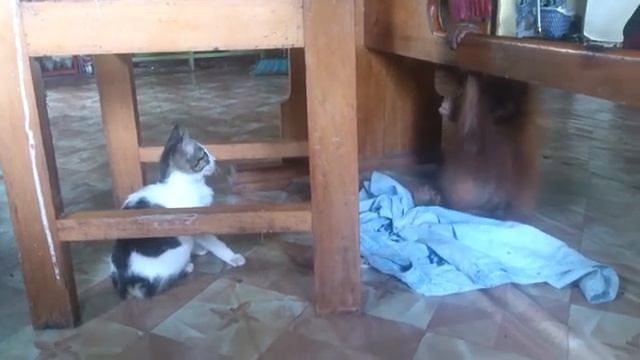 орангутан и кошка смотреть онлайн