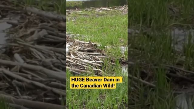 HUGE Beaver Dam in the Canadian Wilderness смотреть онлайн