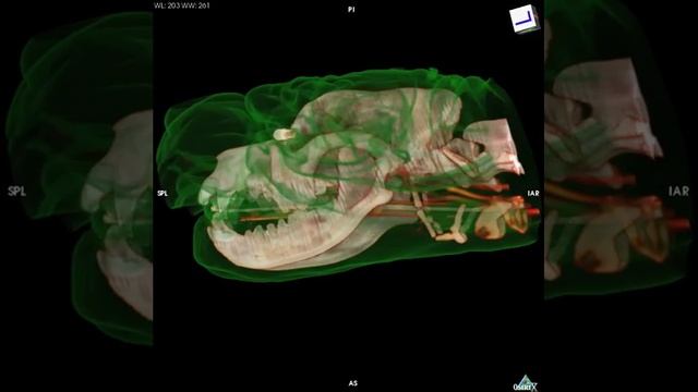 Melanoma oral, sharpei ,veterinary CT, pet, animal dog, www.ctinvet.com смотреть онлайн