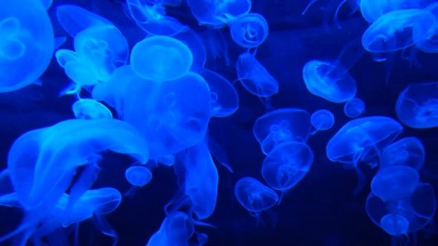 Красота океана смотреть онлайн
