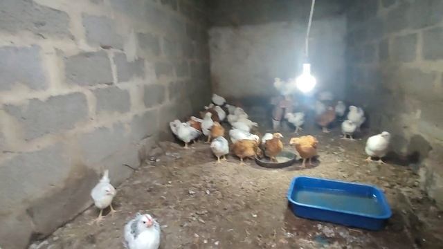 Наш семейный опыт в инкубации 🐣🐣🐣 смотреть онлайн