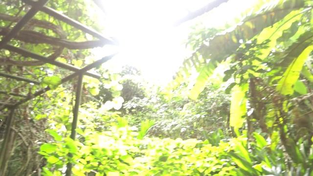 Singapore Botanic Gardens: UNESCO World Heritage Site смотреть онлайн