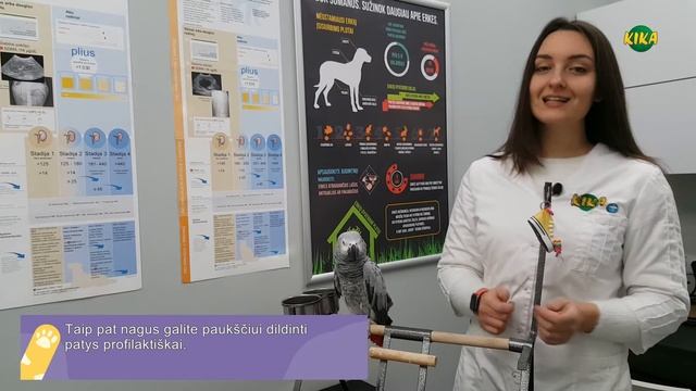 KIKA pataria: kaip teisingai prižiūrėti paukščio snapą ir nagus? смотреть онлайн