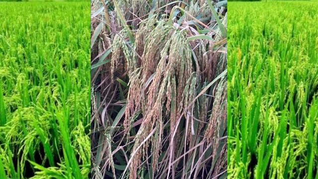 मोटे धान की नम्बर वन वरायटी PAC 8744+, जबरजस्त पैदावार।। paddy variety смотреть онлайн