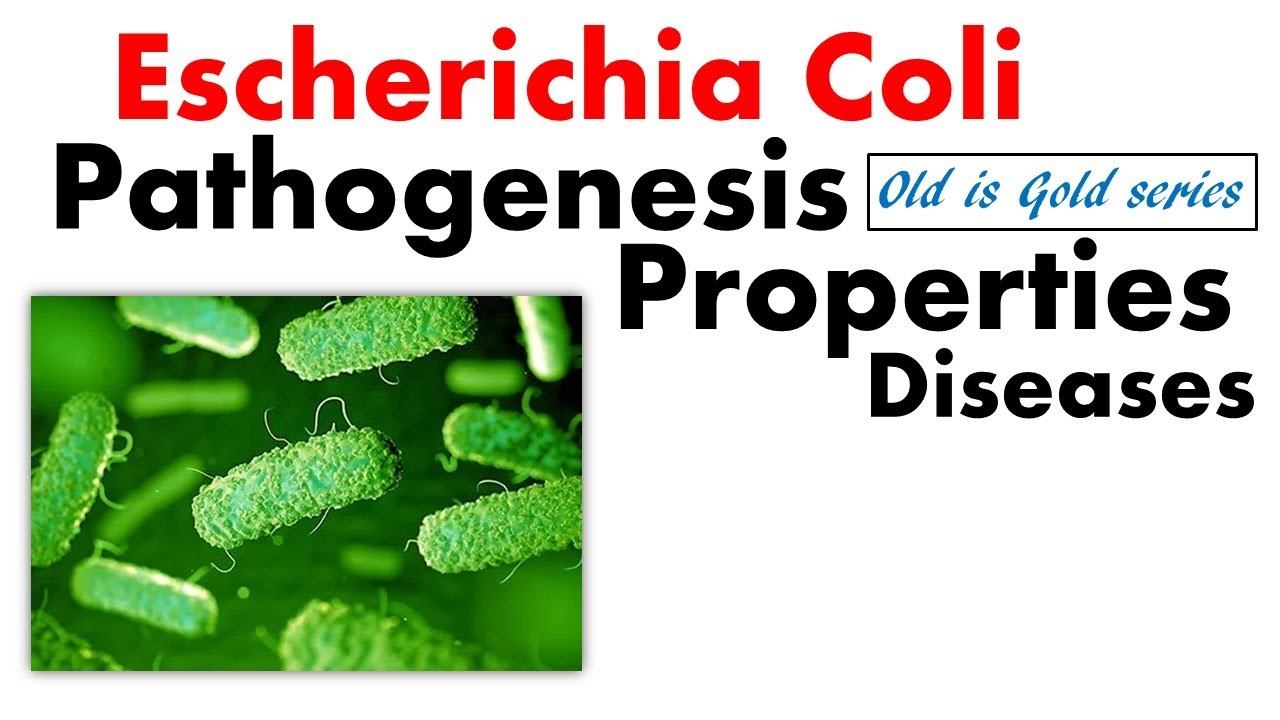 E coli bacteria microbiology | pathogenesis, Symptoms and disease смотреть онлайн