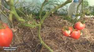 Томат ВОЛОВЬЕ СЕРДЦЕ. Хороший вкус и урожайность.