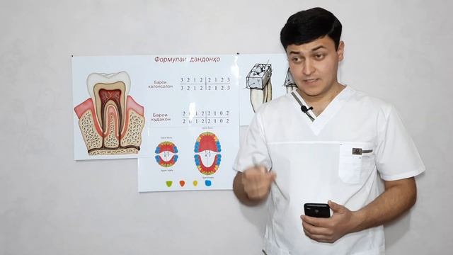 Анатомияи дандон | Формулаи дандонҳо смотреть онлайн