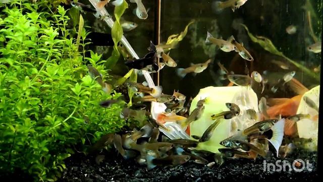 Кормление красных (супер ред) анциструсов кабачком в аквариуме с самками и мальками гуппи смотреть онлайн