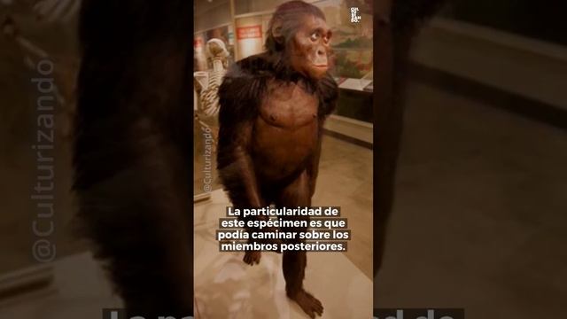 El esqueleto fosilizado de Lucy y su relación con The Beatles смотреть онлайн