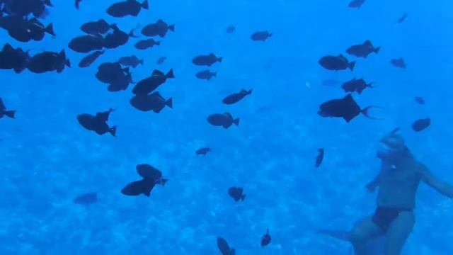 Swimming with Blacktip Reef & Lemon Sharks, Bora Bora, French Polynesia смотреть онлайн