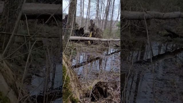 Водохранилища Вяча, поваленные деревья с корнем. Минская область, 17 апреля 2023 года. смотреть онлайн