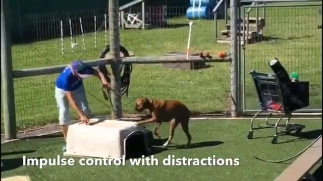 Boxer Miss Libby working on Impulse control смотреть онлайн