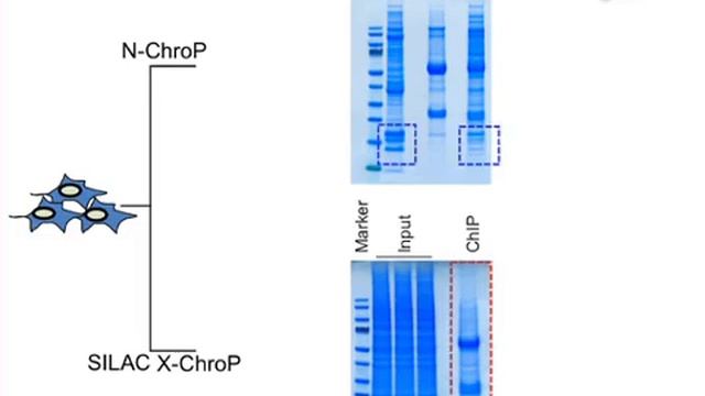 Mass Spectrometry To Dissect Locus-Specific Proteomic Landscapes of Chromatin l Protocol смотреть онлайн