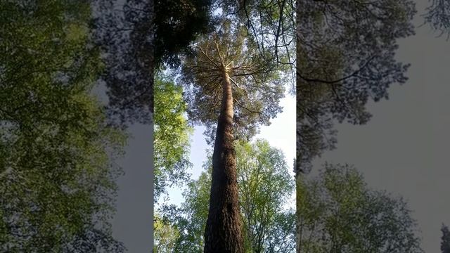 Уральская сосна (Ural pine) смотреть онлайн