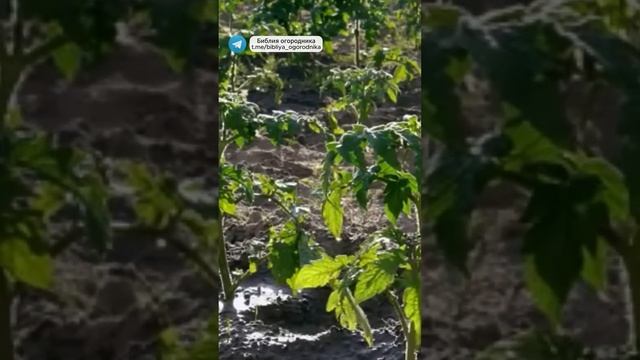 Срочно Дайте ЭТО Томатам и они сразу обильно заплодоносят и не будут болеть! #томаты #огород #дача смотреть онлайн