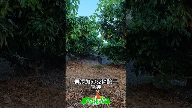 荔枝仙進奉，翡翠等品種末次枝梢調控攻略，打乙氧氟草醚+多效唑+亞磷酸鉀Litchi Xian Jin Feng, the last branch tip control strategy смотреть онлайн