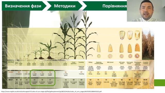 Визначення фази росту кукурудзи смотреть онлайн