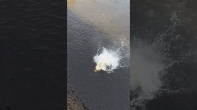 Прыжок с моста в воду Гидропарк 2016 смотреть онлайн
