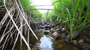 Звуки ручья. Релакс. Звуки природы.