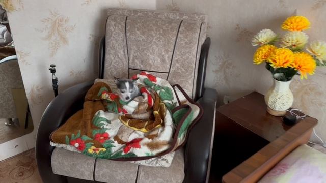 2 ДНЯ ИЗ ЖИЗНИ ПРОДАВЦА-КАССИРА🛍 #весна2024 #влог #магазин смотреть онлайн