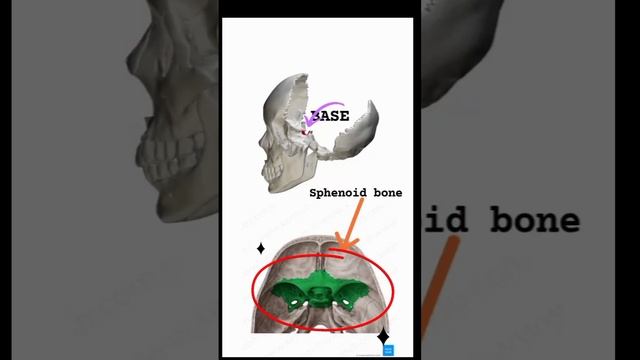 #sella turcica #pituitary gland #brain #cranium #short #sella turcica anatomy смотреть онлайн