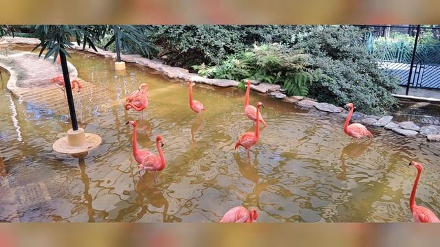 VISIT TO BOTANICAL GARDEN || HONG KONG BOTANIC GARDEN||LAIZA PRECIOUS смотреть онлайн