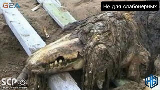 ТОП 10 САМЫХ ОПАСНЫХ СЦП ssp смотреть онлайн
