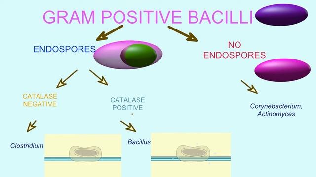 FLOWCHART OF BACTERIAL TESTS: Clostridium смотреть онлайн