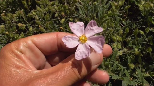 Dwarf Pink Rockrose in Full Bloom - Cistus skanbergii (or Dwarf Pink Rock Rose) смотреть онлайн