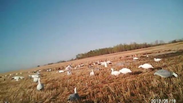 Spring Snow Goose Hunting Turn and CR kill single behind смотреть онлайн
