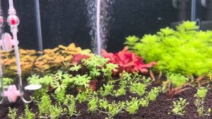 Почвопокровка) Глоссостигма!