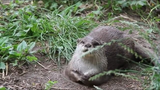 СИЛЬНЫЕ ПРИКОЛЫ Будете плакать от смеха Котэ рулят - Хайповое видео (2019) МатроскинТВ смотреть онлайн