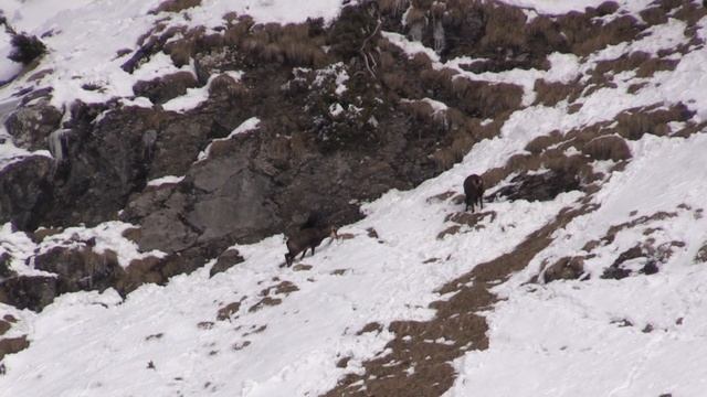 Chamois (Rupicapra rupicapra) Northern Chamois смотреть онлайн
