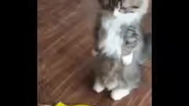 Приколюхи с котами) смотреть онлайн