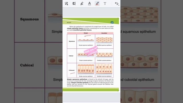 classification of epithelial tissue #viral #trending #shortsvideo #biology @freeonlinecoaching4659 смотреть онлайн
