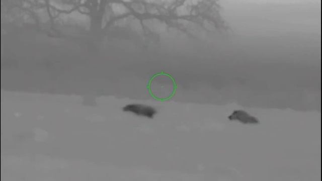 Pulsar Thermion XM30 thermal hunt смотреть онлайн