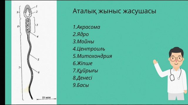 Гистология. Эмбриология #медицина #видеоуроки #студенты #medicine смотреть онлайн