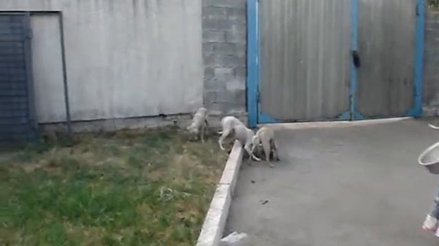 Светочка и собачки из Ташкента 2 - Svetochka and dogs from Tashkent 2 смотреть онлайн