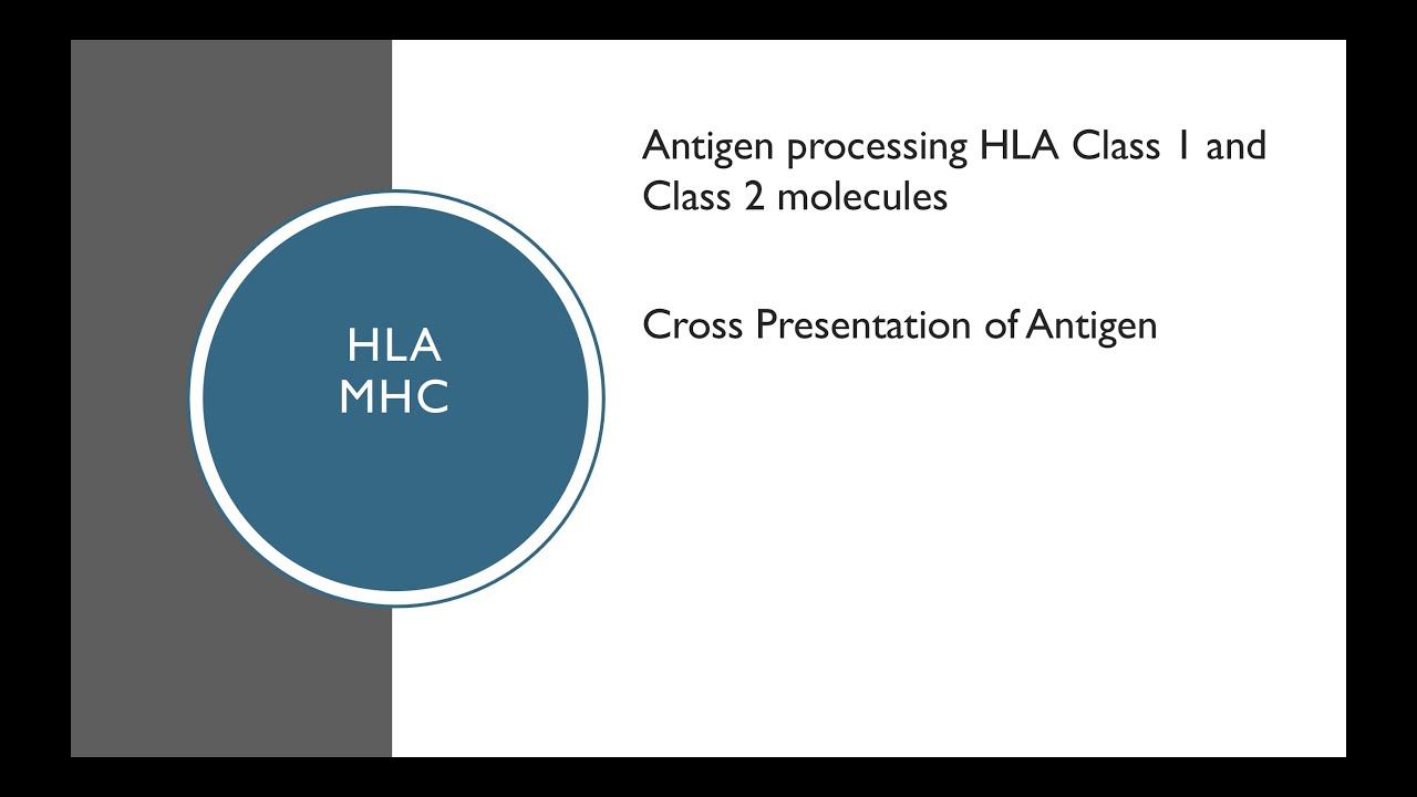 Part 5: Antigen Processing MHC or HLA Class 1 and Class 2 Molecules, Cross Presentation of Antigens смотреть онлайн