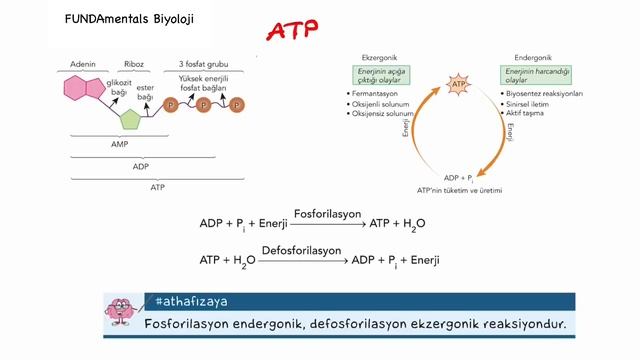 antiBİYOtik / ATP / TYT AYT Biyoloji смотреть онлайн