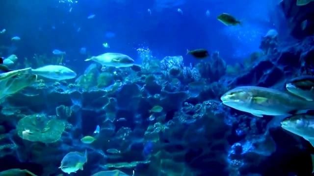 Релакс подводная жизнь смотреть онлайн
