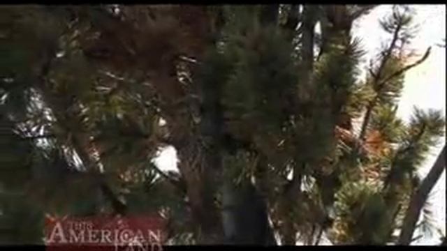 Whitebark Pine | This American Land смотреть онлайн