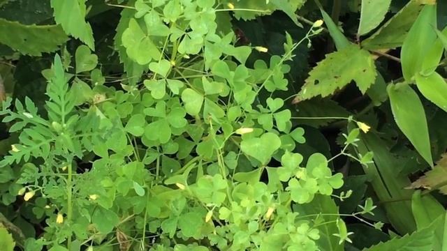 Plants To Know: Wood Sorrel смотреть онлайн