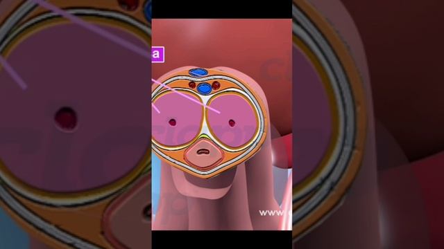 Male Reproductive Organ (3D Animation) смотреть онлайн