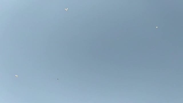Бойные голуби. Закончил племенное разведение. 06.08.21 Грузия. Тбилиси смотреть онлайн